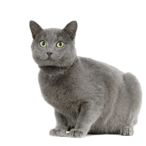 Constipation du chat