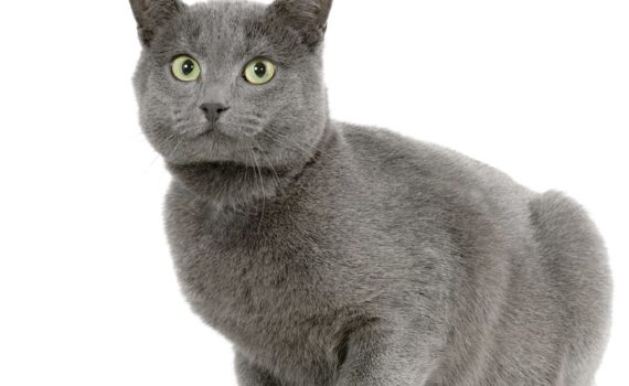 Constipation du chat