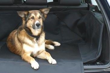 L'animal en voiture