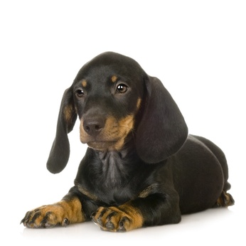 Si vous ne pouvez pas emmener votre chien avec vous en vacances, plusieurs modes de garde s'offrent à vous.