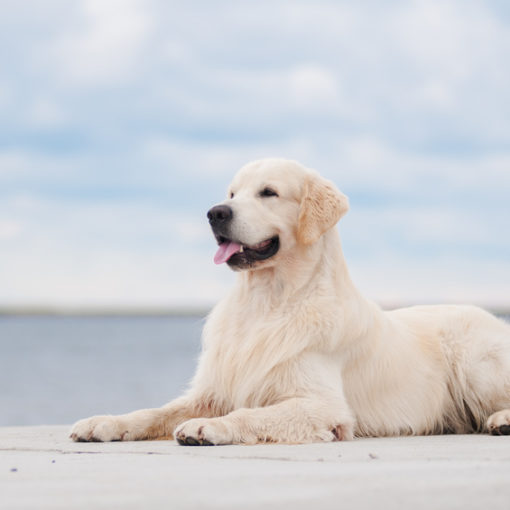 Comment protéger son chien contre les moustiques ?