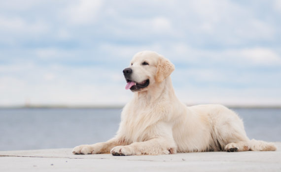 Comment protéger son chien contre les moustiques ?