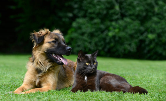 Le régime d'éviction chez le chien et le chat