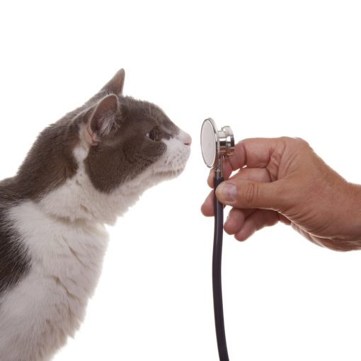 Stress du chat chez le vétérinaire