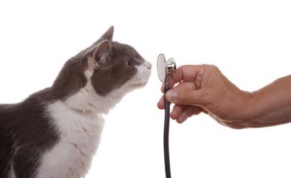 Stress du chat chez le vétérinaire