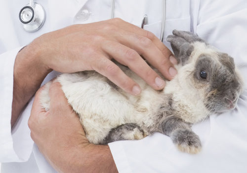 Troubles urinaires chez le lapin
