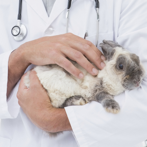 Troubles urinaires chez le lapin