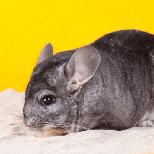 Le fur-chewing chez le chinchilla