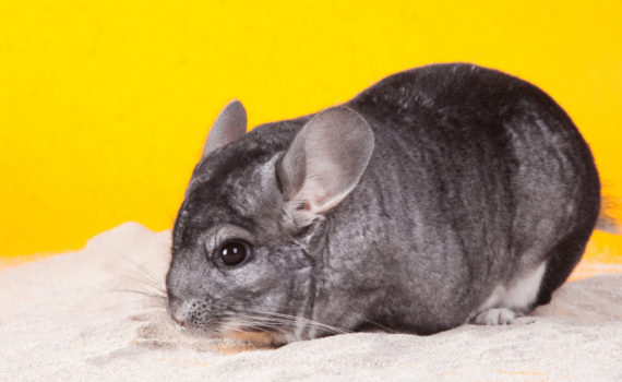 Le fur-chewing chez le chinchilla