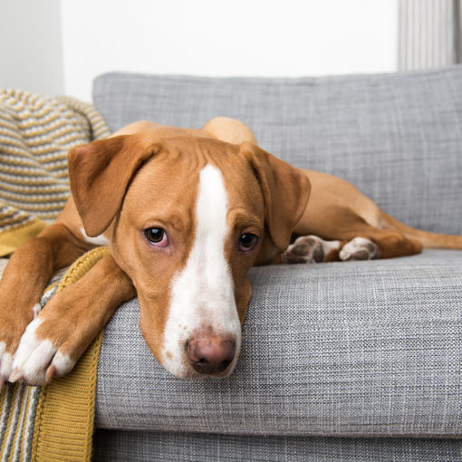 L’angiostrongylose canine