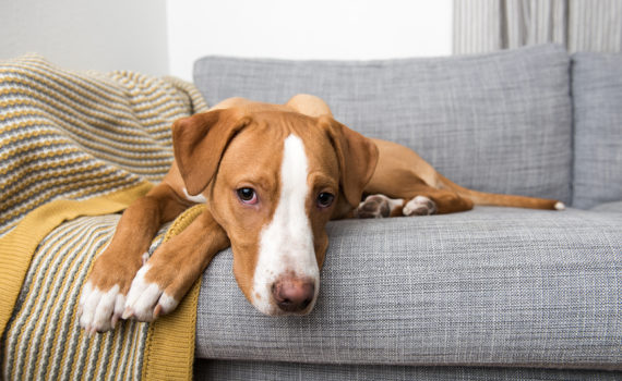 L’angiostrongylose canine