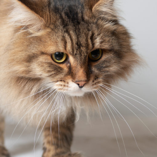 Pododermatite plasmocytaire du chat