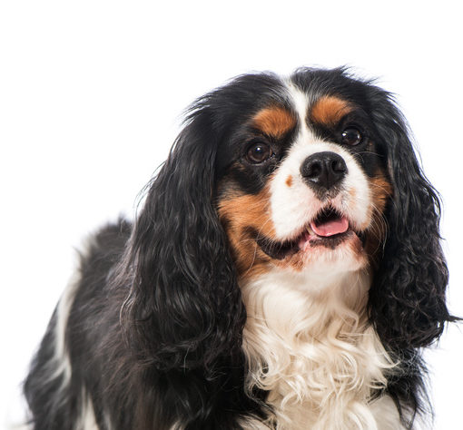 Mon chien tousse