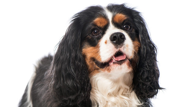 Mon chien tousse