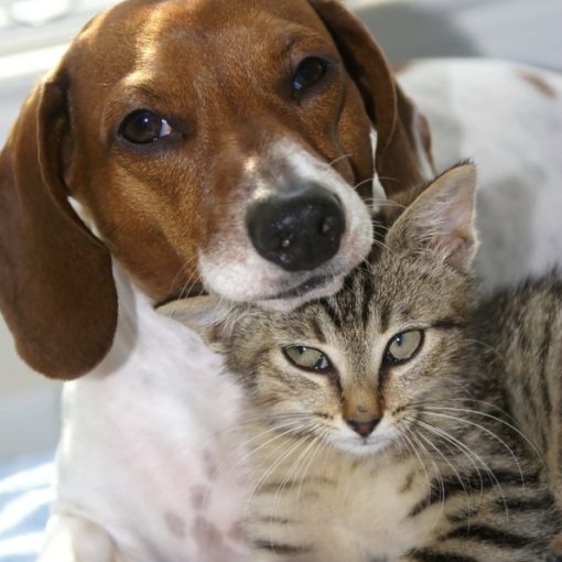 La procidence de la membrane nictitante chez le chien et le chat.