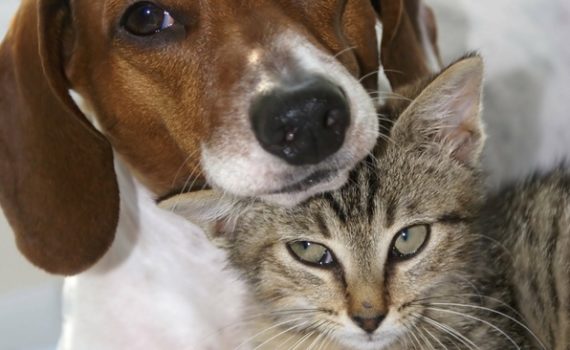 La procidence de la membrane nictitante chez le chien et le chat.