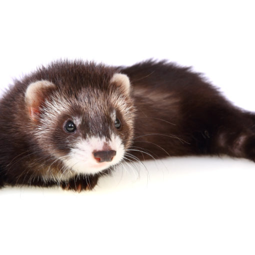 Les vomissements chez le furet