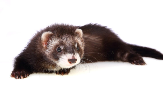 Les vomissements chez le furet