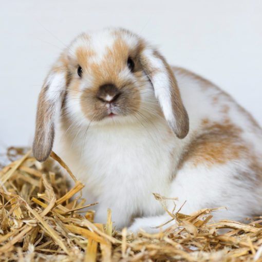 Mon lapin refuse de manger son foin