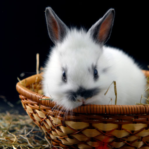 L'arrêt de transit chez le lapin
