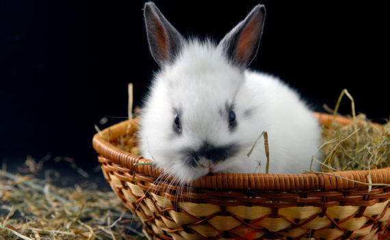 L'arrêt de transit chez le lapin