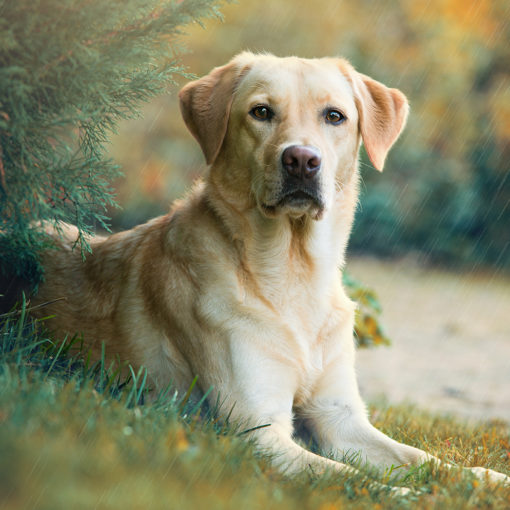 Le suivi de chaleurs chez la chienne