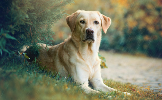Le suivi de chaleurs chez la chienne