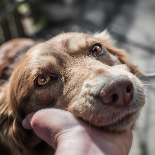 Le syndrome confusionnel chez le chien âgé