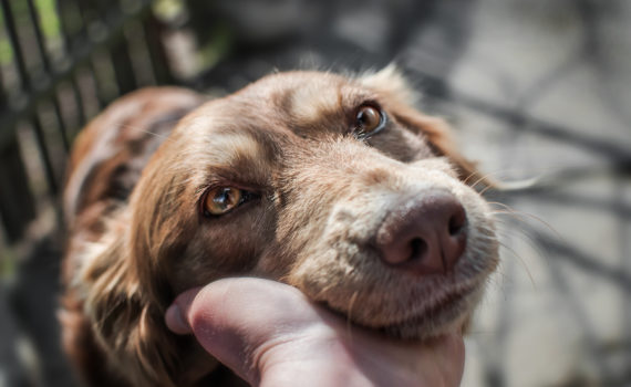 Le syndrome confusionnel chez le chien âgé