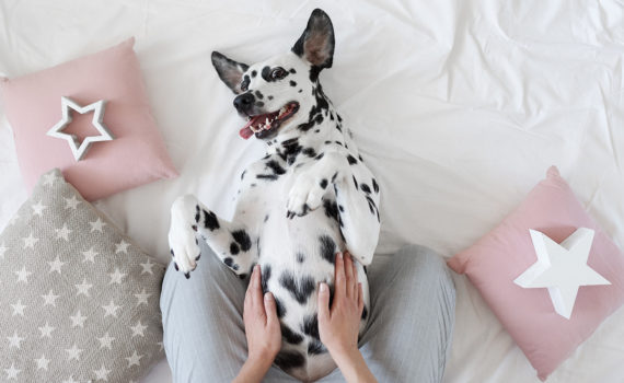 Les tumeurs mammaires chez la chienne