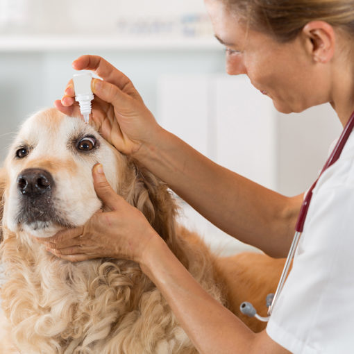 Les ulcères cornéens chez le chien