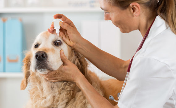 Les ulcères cornéens chez le chien