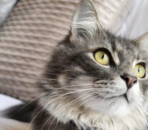 chat gris sur lit