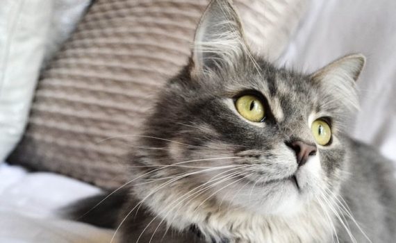 chat gris sur lit