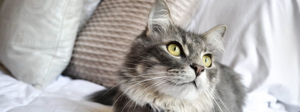 chat gris sur lit
