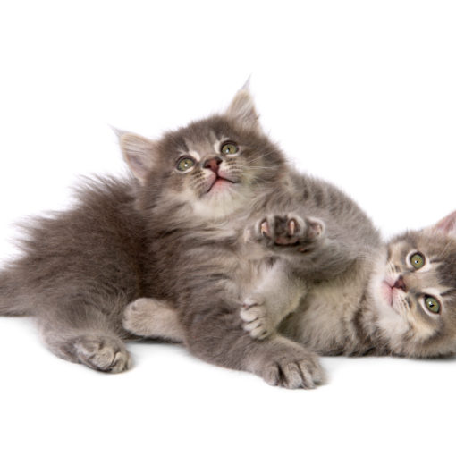 Les chatons sont très joueurs : cela peut être source de conflits s'ils veulent tout le temps jouer avec des chats plus âgés !