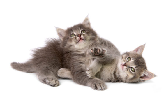 Les chatons sont très joueurs : cela peut être source de conflits s'ils veulent tout le temps jouer avec des chats plus âgés !