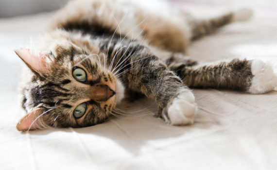 Mon chat tousse