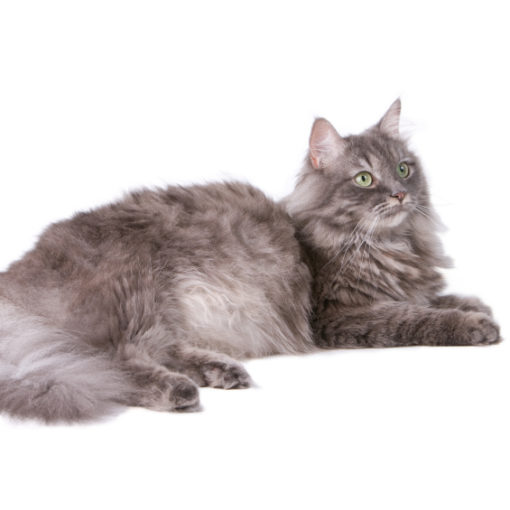 La mastose ou fibro-adénomatose chez la chatte