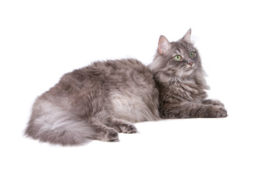 La mastose ou fibro-adénomatose chez la chatte