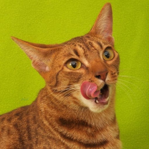 Mauvaise haleine du chat
