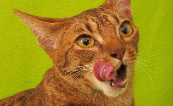 Mauvaise haleine du chat