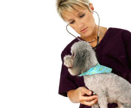 Oedème du poumon chez le chien