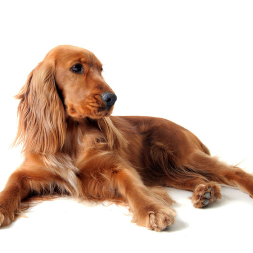 Les pancréatites chez le chien