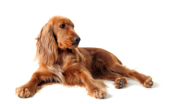 Les pancréatites chez le chien