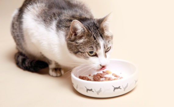 Comment choisir des croquettes de qualité pour son chat ?