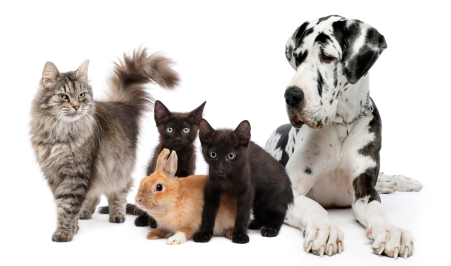 Mon animal a t-il de la fièvre ?