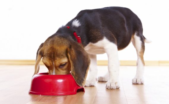 Comment choisir des croquettes de qualité pour son chien ?