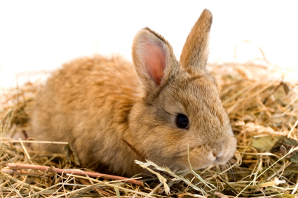 Mon lapin ronge tout, que faire ?