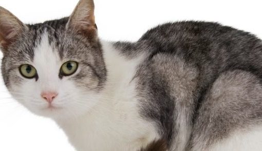 Alimentation du chat insuffisant rénal